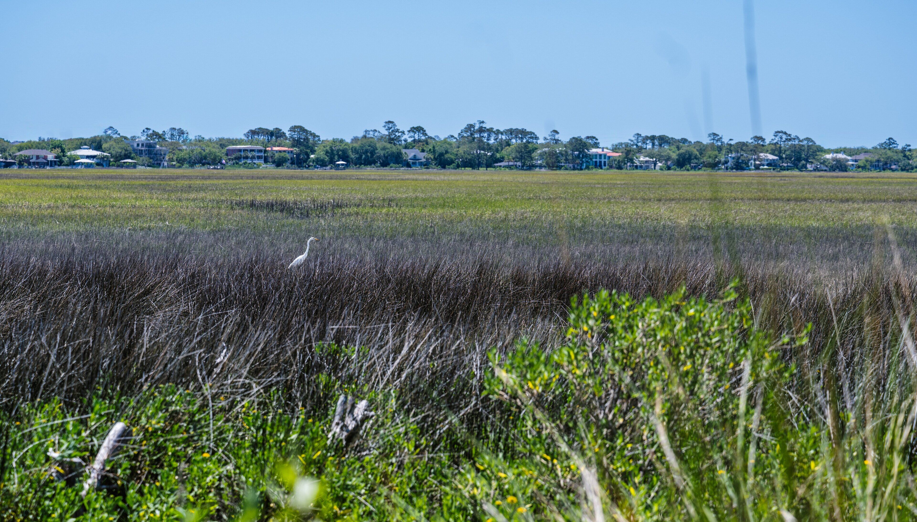 A natural landscape with a bird in the foreground, a clear sky, and distant buildings.