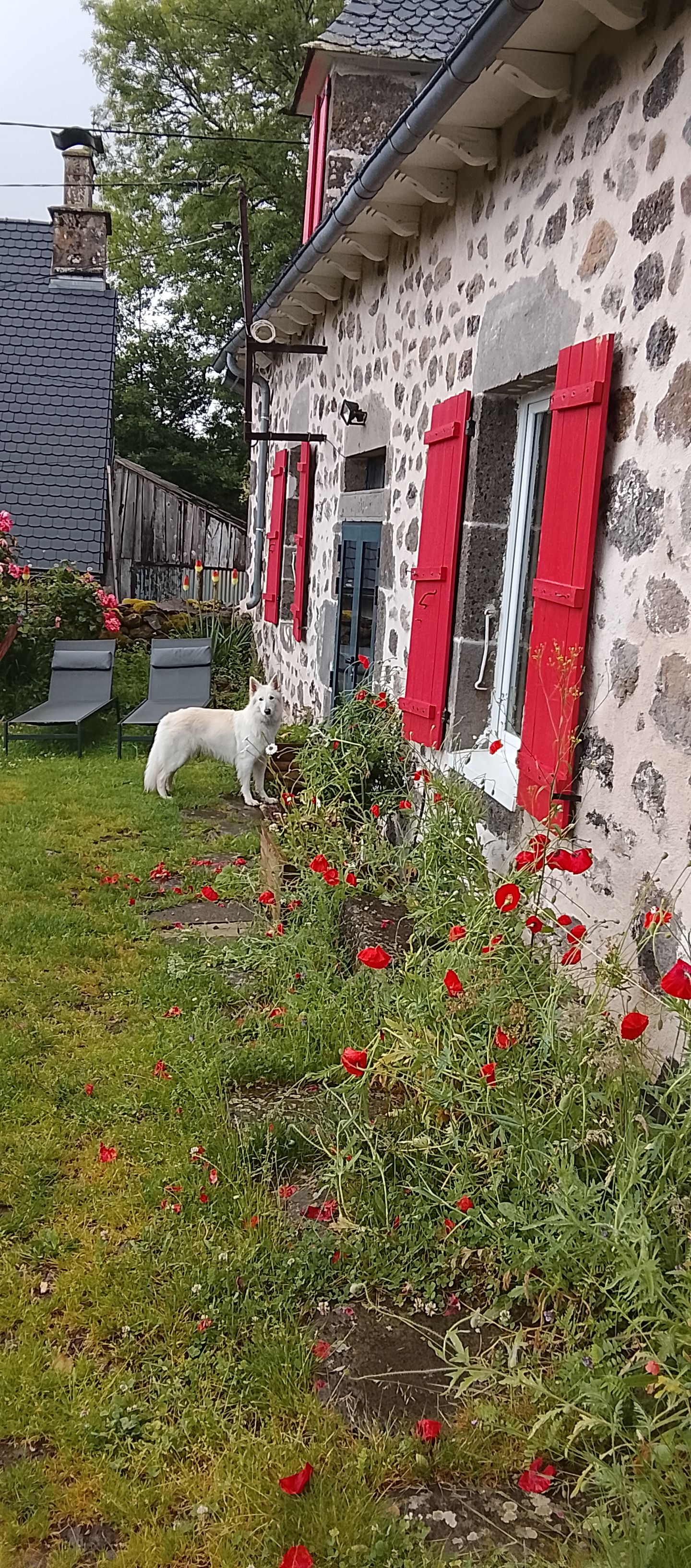 Un edificio de piedra con contraventanas rojas y un perro blanco en el jardín.