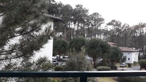 Un quartier résidentiel avec un immeuble blanc, des voitures garées et de nombreux arbres.