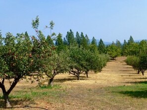 Un verger avec des rangées d’arbres chargés de fruits.