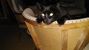A black cat resting on a wicker chair. - Rainforest setting with sunset views (Tamborine mountain)