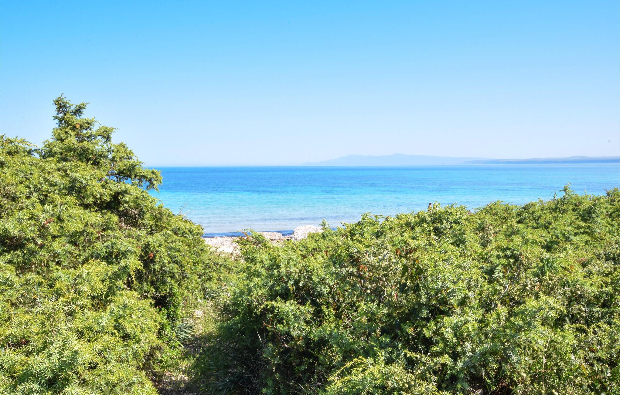 Un paysage côtier caractérisé par une végétation luxuriante et une vue dégagée sur la mer.