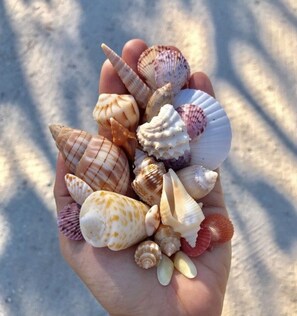 A hand holding various seashells. - Oceanfront, Directly On The Beach Condo w/Amazing  Views of the Gulf! (Englewood)