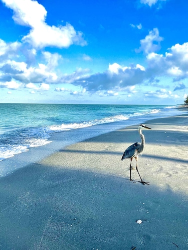 Oceanfront, Directly On The Beach Condo w/Amazing  Views of the Gulf!