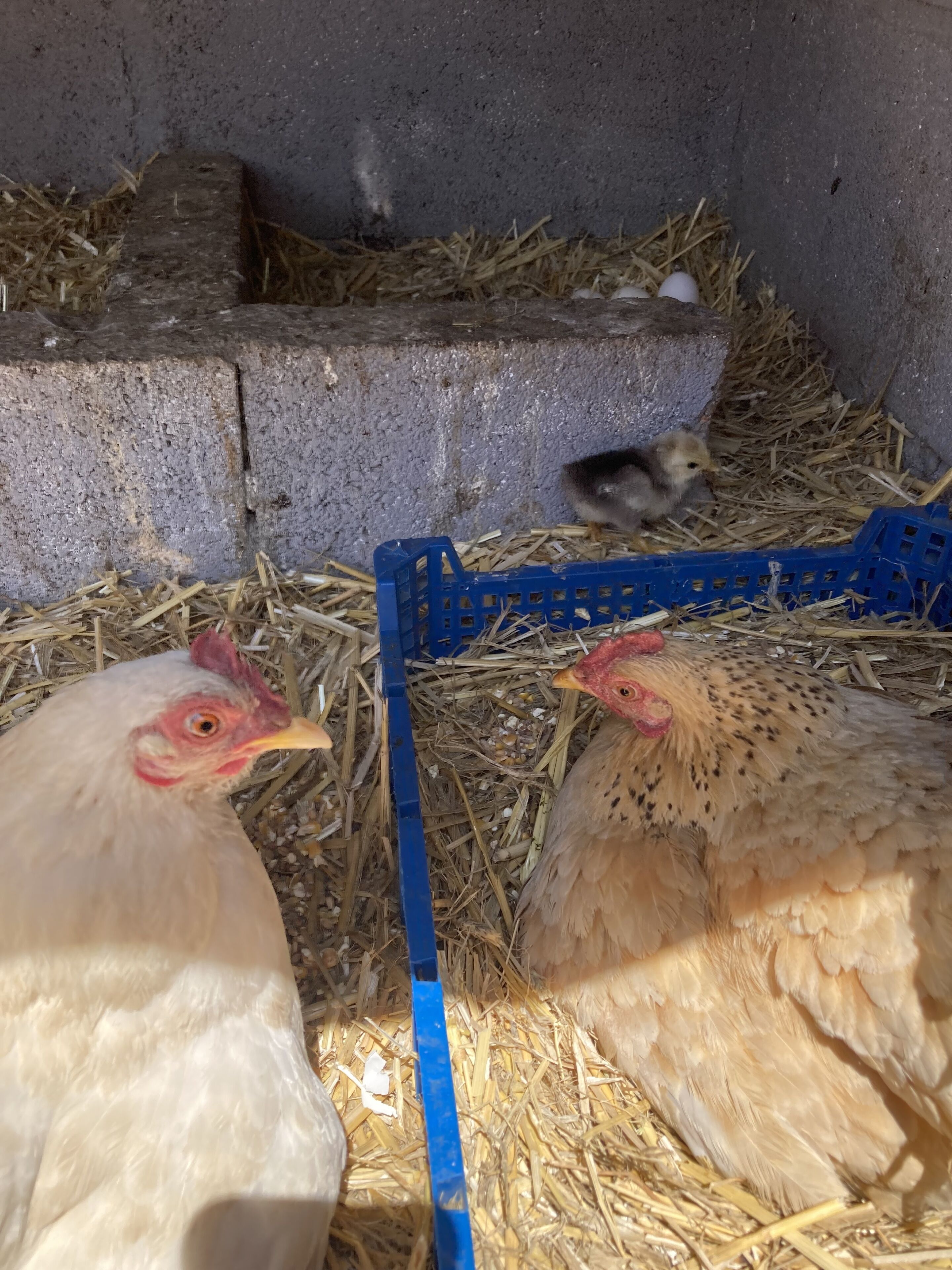 Un galliner amb llit de palla i una caixa blava.