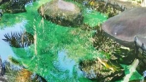 Un estanque con agua clara y plantas acuáticas verdes, rodeado de rocas y vegetación.