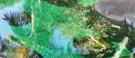 Hồ bơi ngoài trời