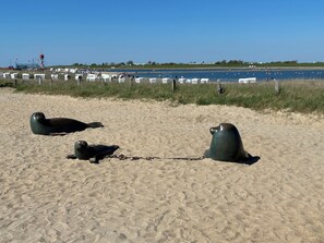 Three seals on a sandy beach with boats and a water body in the background. - Ritthoff Perlebucht Vacation Rental - Beach chairs by the sea & free admission to the pool* (Büsum)