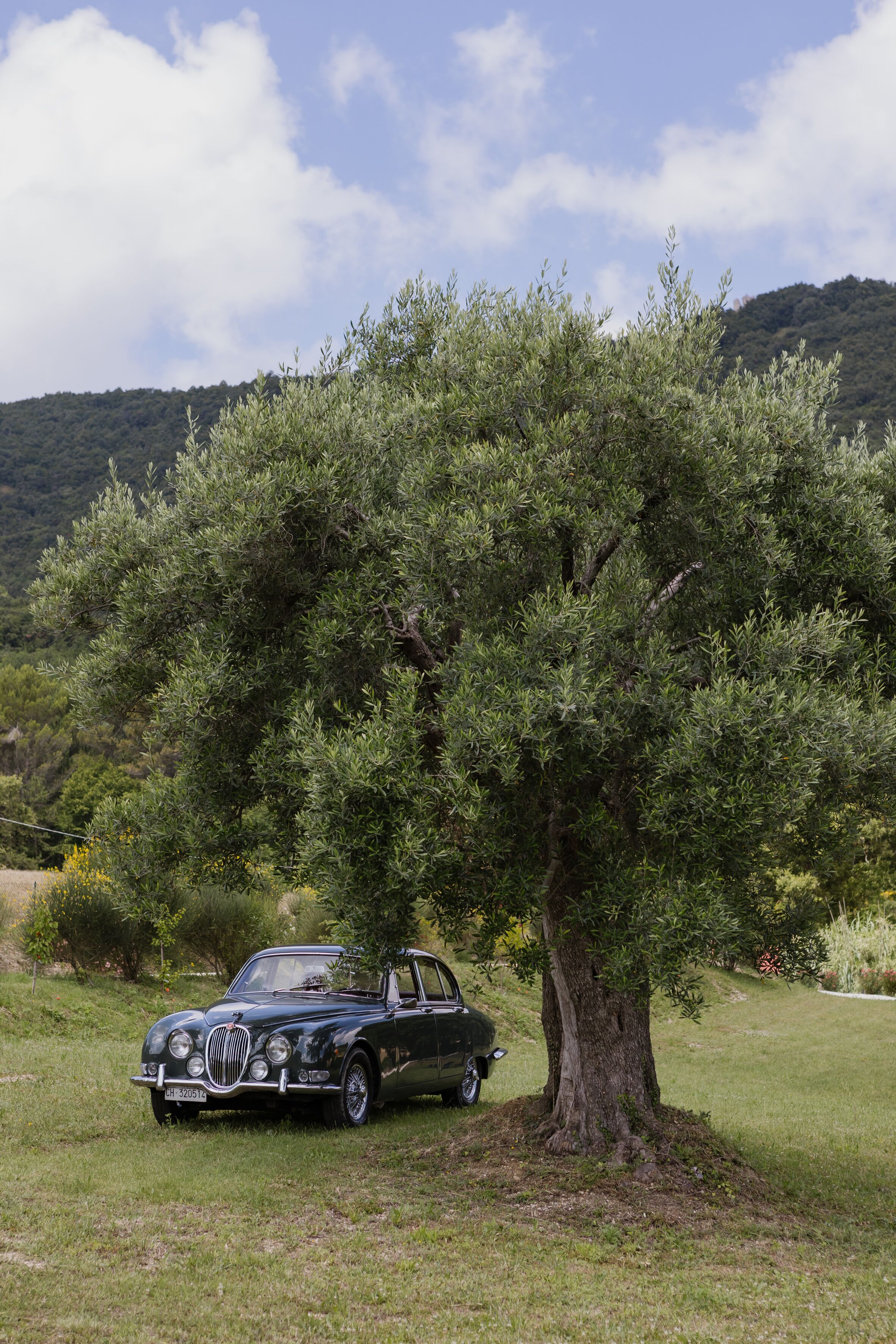 A classic black car parked under a large tree in a grassy field with a hilly landscape in the background.