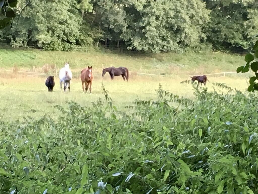 A group of horses in a grassy field with trees in the background.