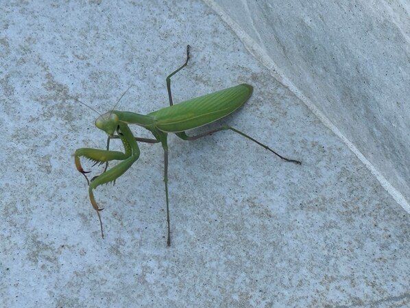 A large green praying mantis on a textured surface. - BERLINO - Bright 2 bedroom apartment in villa with pool and barbecue, 1km from the sea (Riccio)