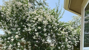 Un jardin agrémenté d’un grand arbre en fleurs, d’un banc en bois et d’une clôture blanche en piquets.
