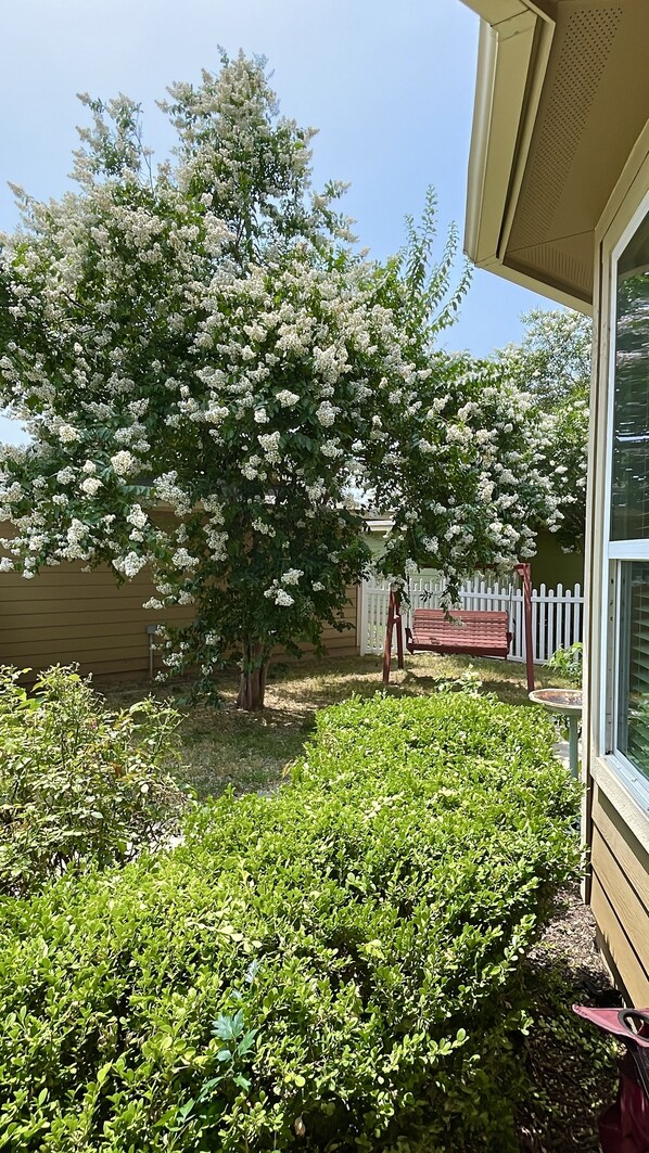 A garden with a large flowering tree, a wooden bench, and a white picket fence.