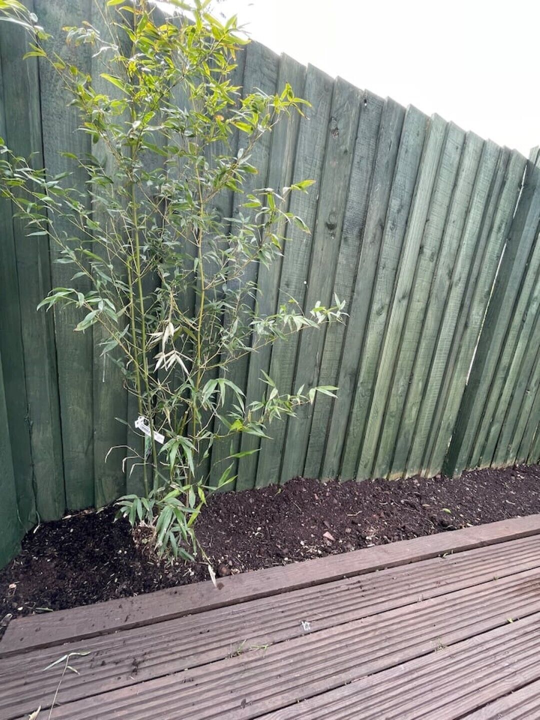 A garden bed with a plant and a wooden deck.