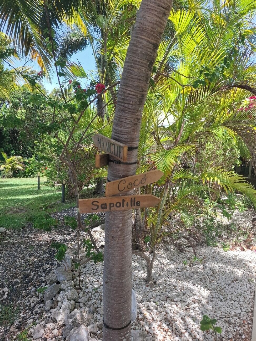 A tree with wooden signs pointing to 'Coco' and 'Sapolille.'