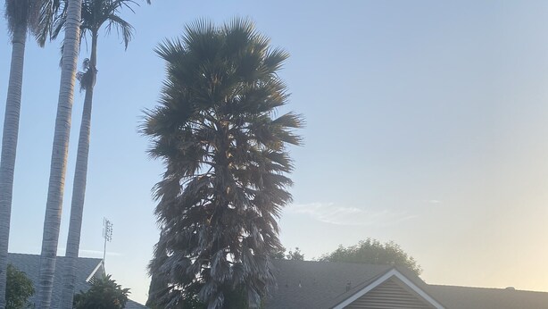 A residential area with a house, a garage, a fire hydrant, and palm trees. - Cozy Peaceful Convenient Sweet Home 1 minute to all places 優雅方便，私用衛浴， 高速出口一分鐘。 (Hacienda Heights)