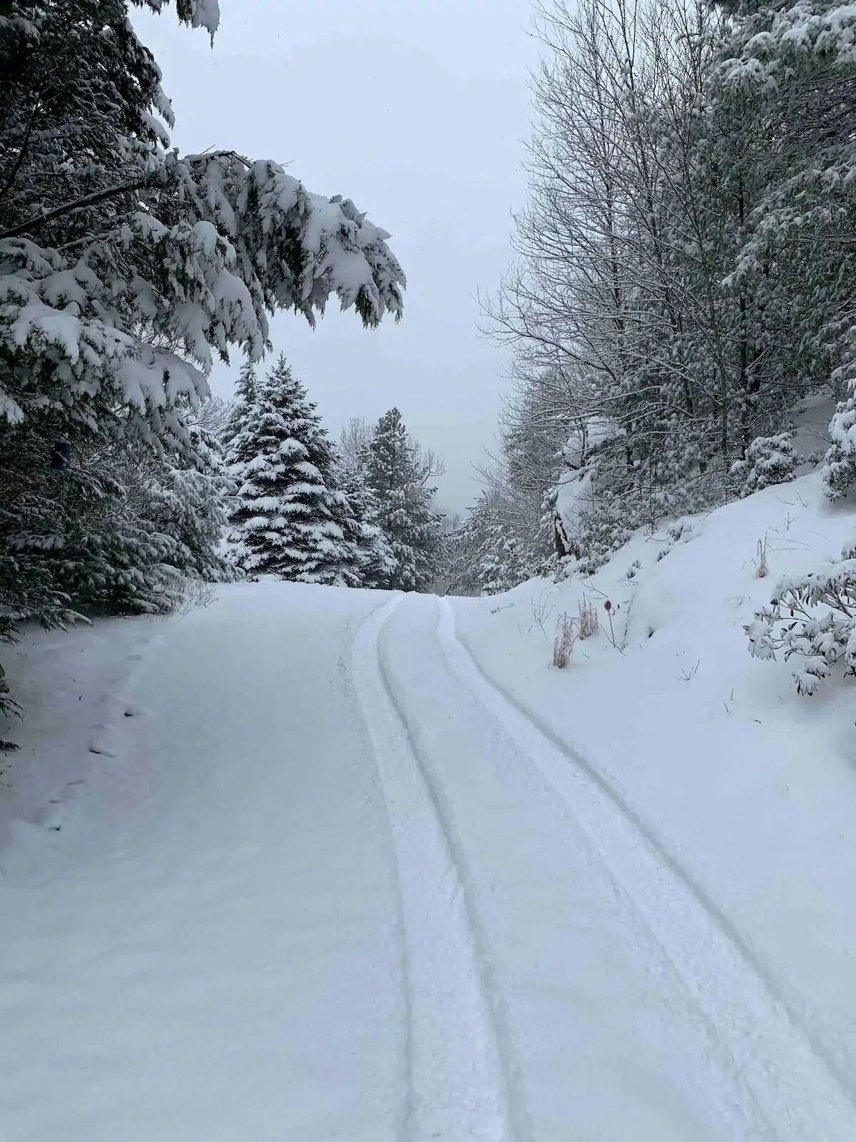 A snow-covered road flanked by trees.