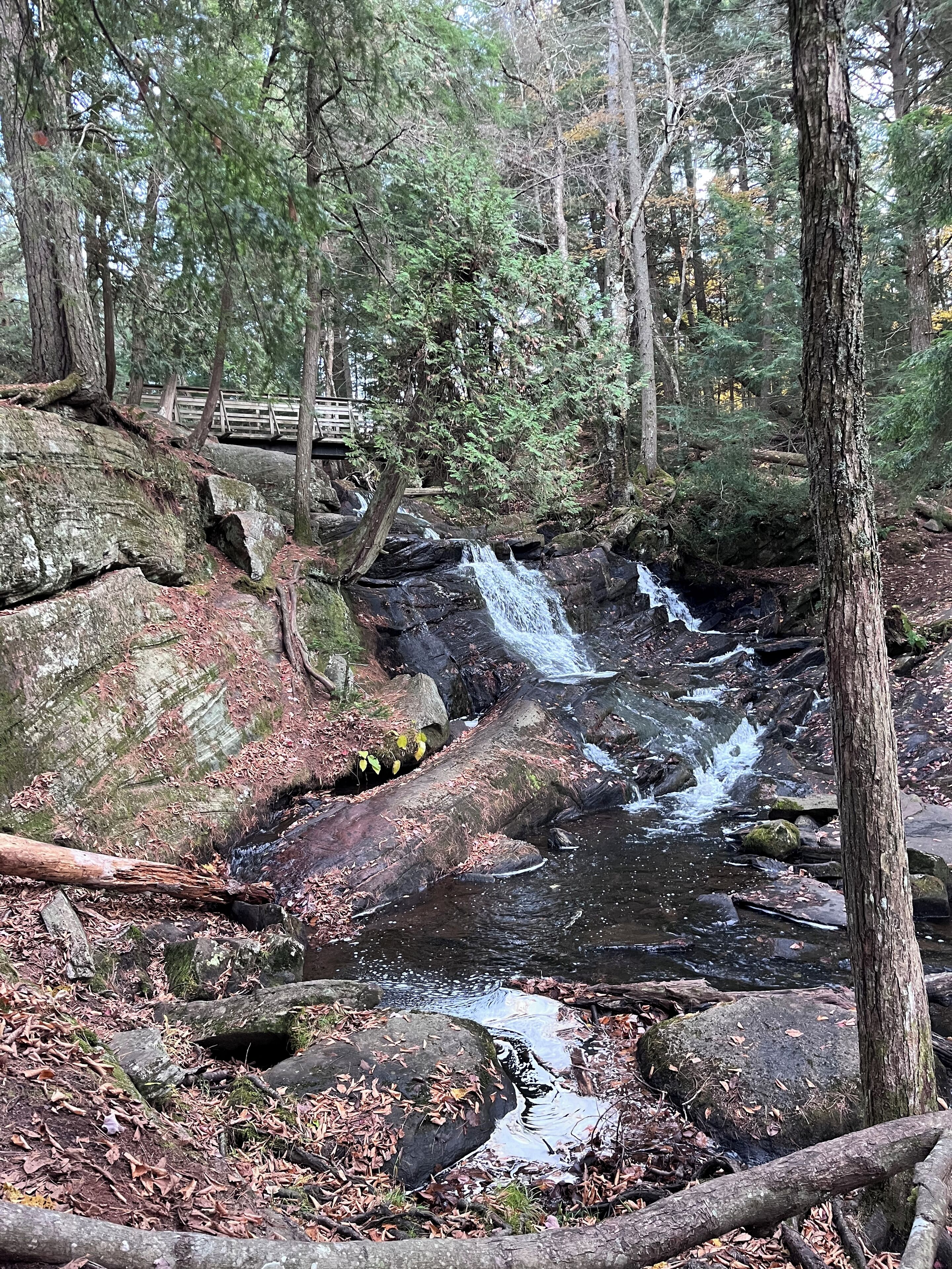 A forested area with a small waterfall, a wooden bridge, and a rocky stream bed.