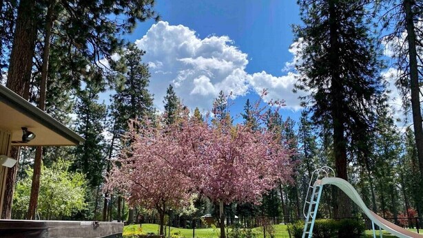 A backyard with a swimming pool, a hot tub, a slide, and a cherry blossom tree. - CdA Hotspot - Hot Tub, Pool, & Sauna (Coeur d Alene)