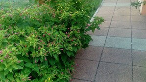 Apartment, 1 Bedroom, Balcony, Garden View | Property grounds - Apartment With one Bedroom Mendula Apartments (Pakostane)