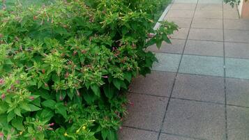 Apartment, 1 Bedroom, Balcony, Garden View | Property grounds