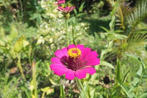 Dortoir Partagé, 1 chambre, fumeurs, vue jardin | Jardin