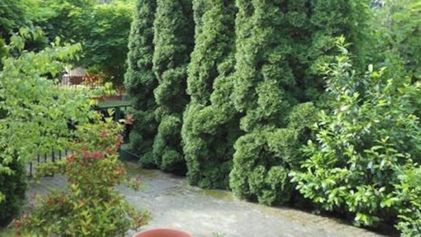 A garden with a brick pathway, a potted plant, and a tall coniferous tree. - Cozy Family Cottage at the Lake Balaton (Siófok)