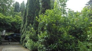A paved pathway leading to a gated entrance surrounded by dense greenery and tall trees. - Cozy Family Cottage at the Lake Balaton (Siófok)