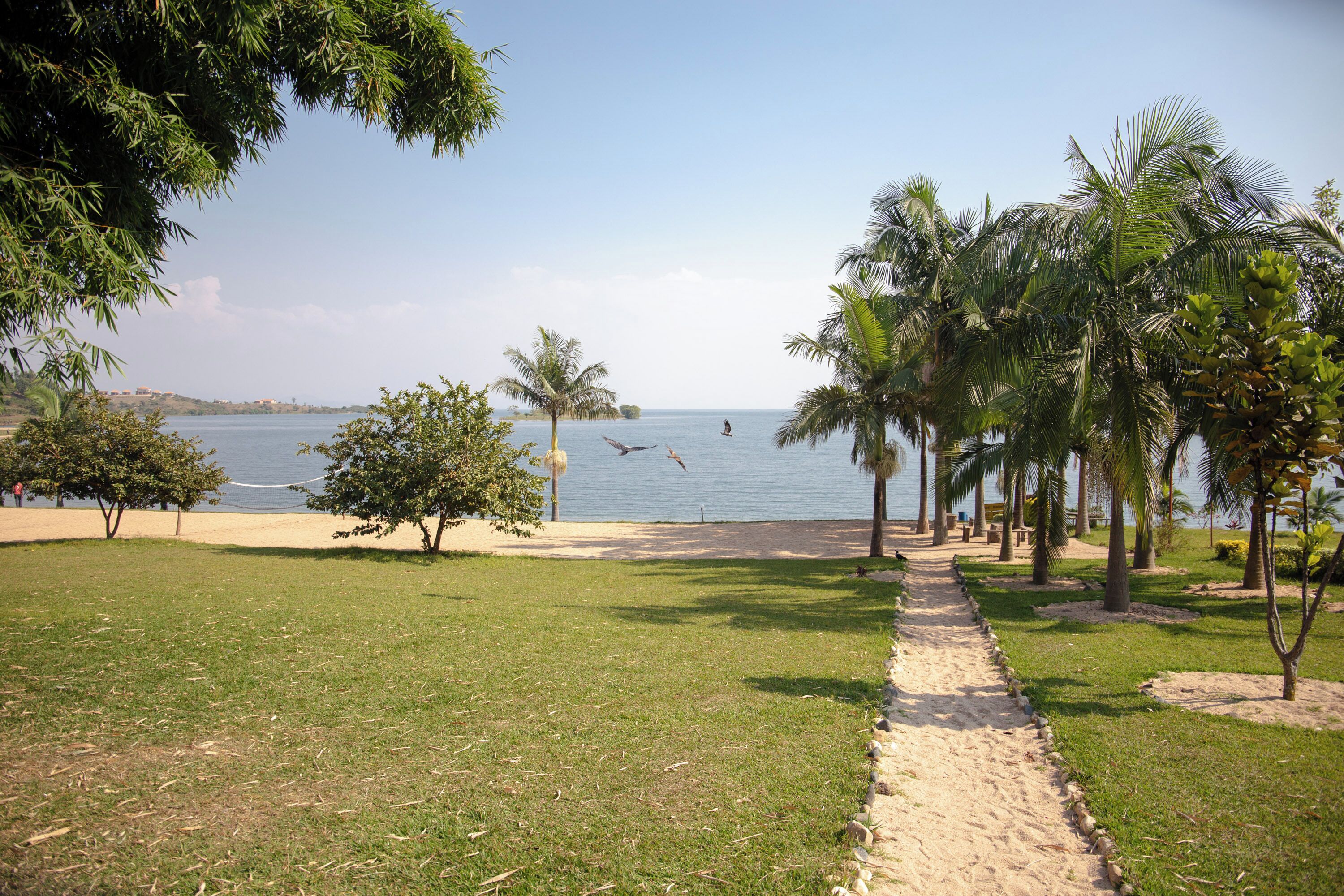 A grassy pathway leading to a beach with palm trees and a clear view of the sea.