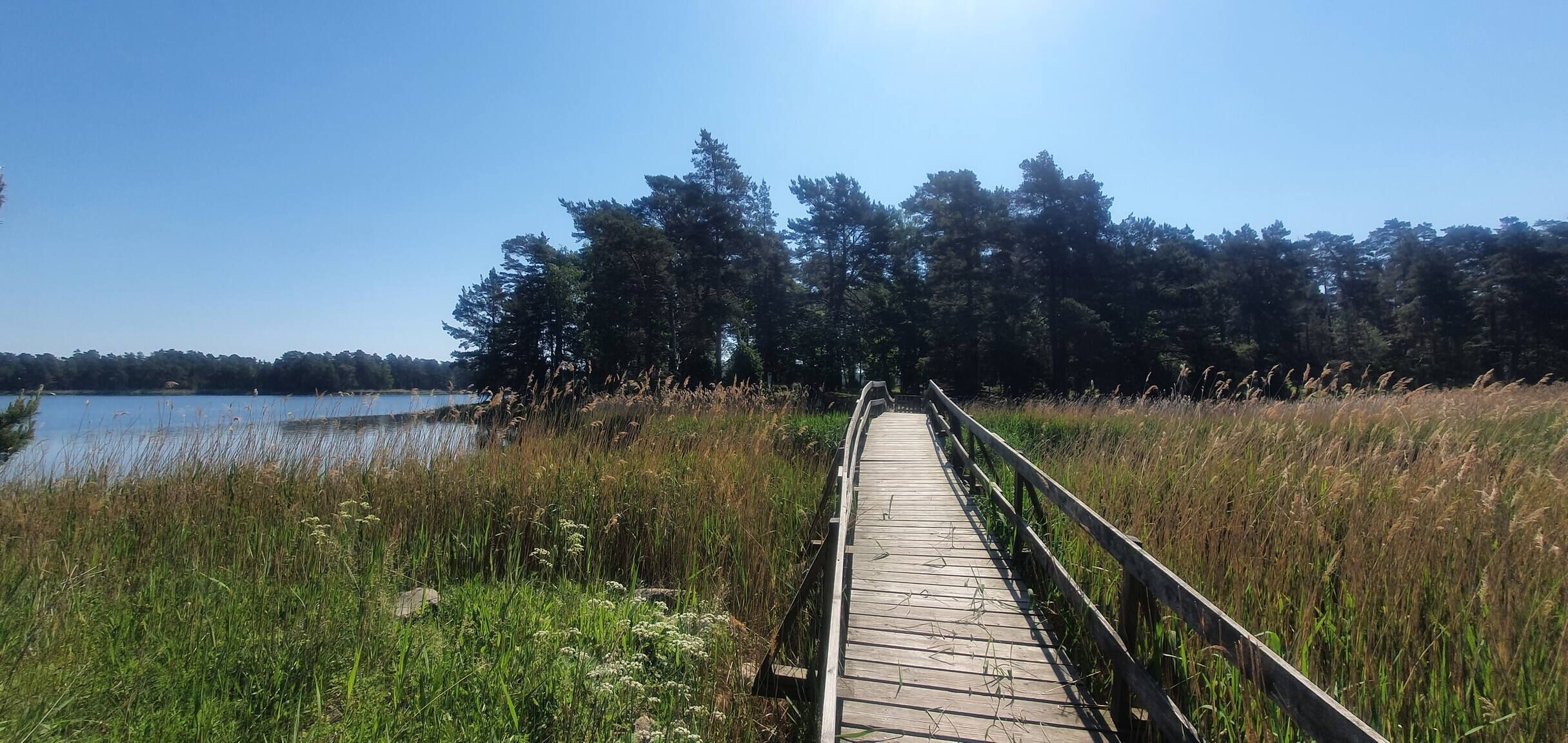 En träpromenad som leder fram till en sjö, omgiven av högt gräs och träd.
