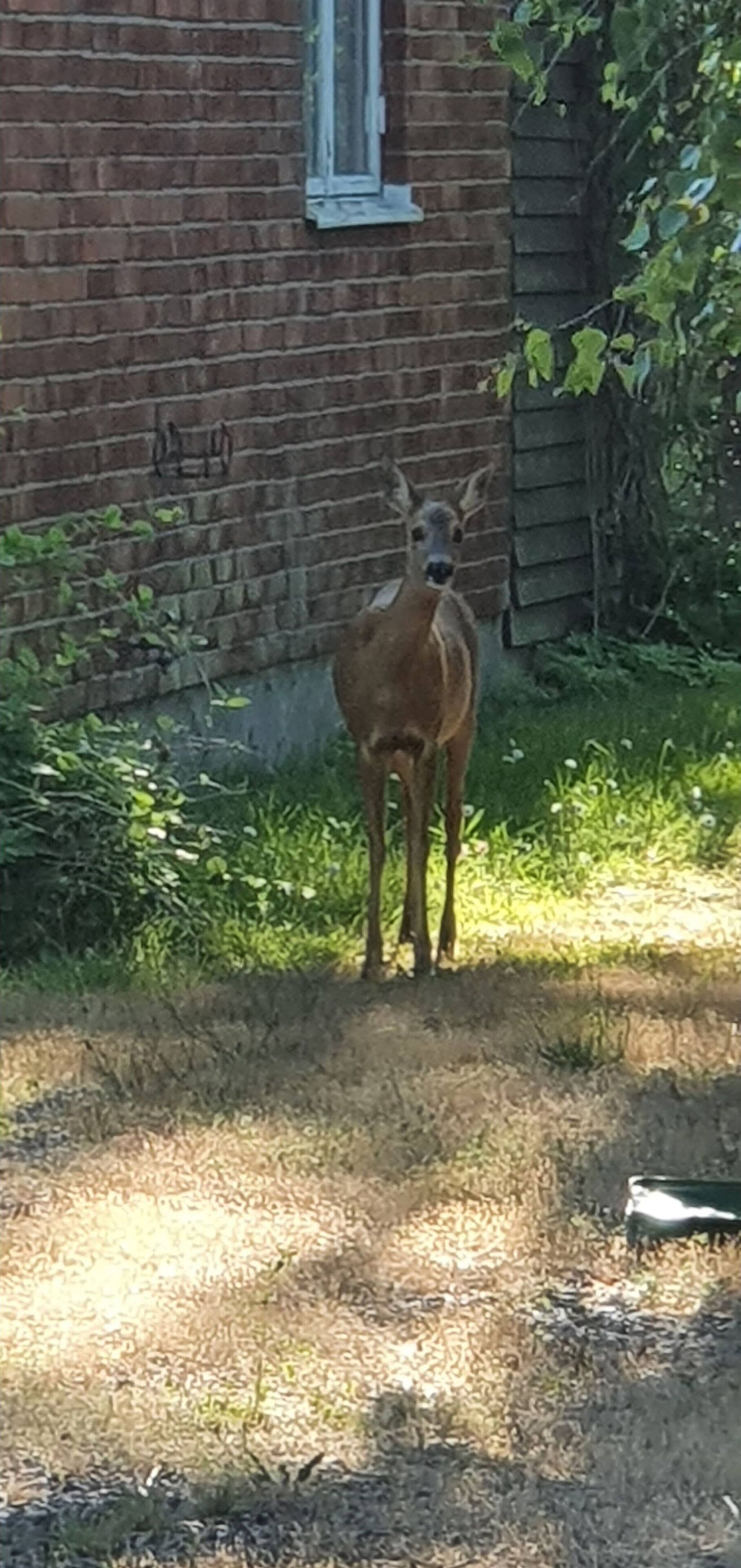 Un cerf se tient dans une zone herbeuse, avec un mur de briques et une fenêtre en arrière-plan.
