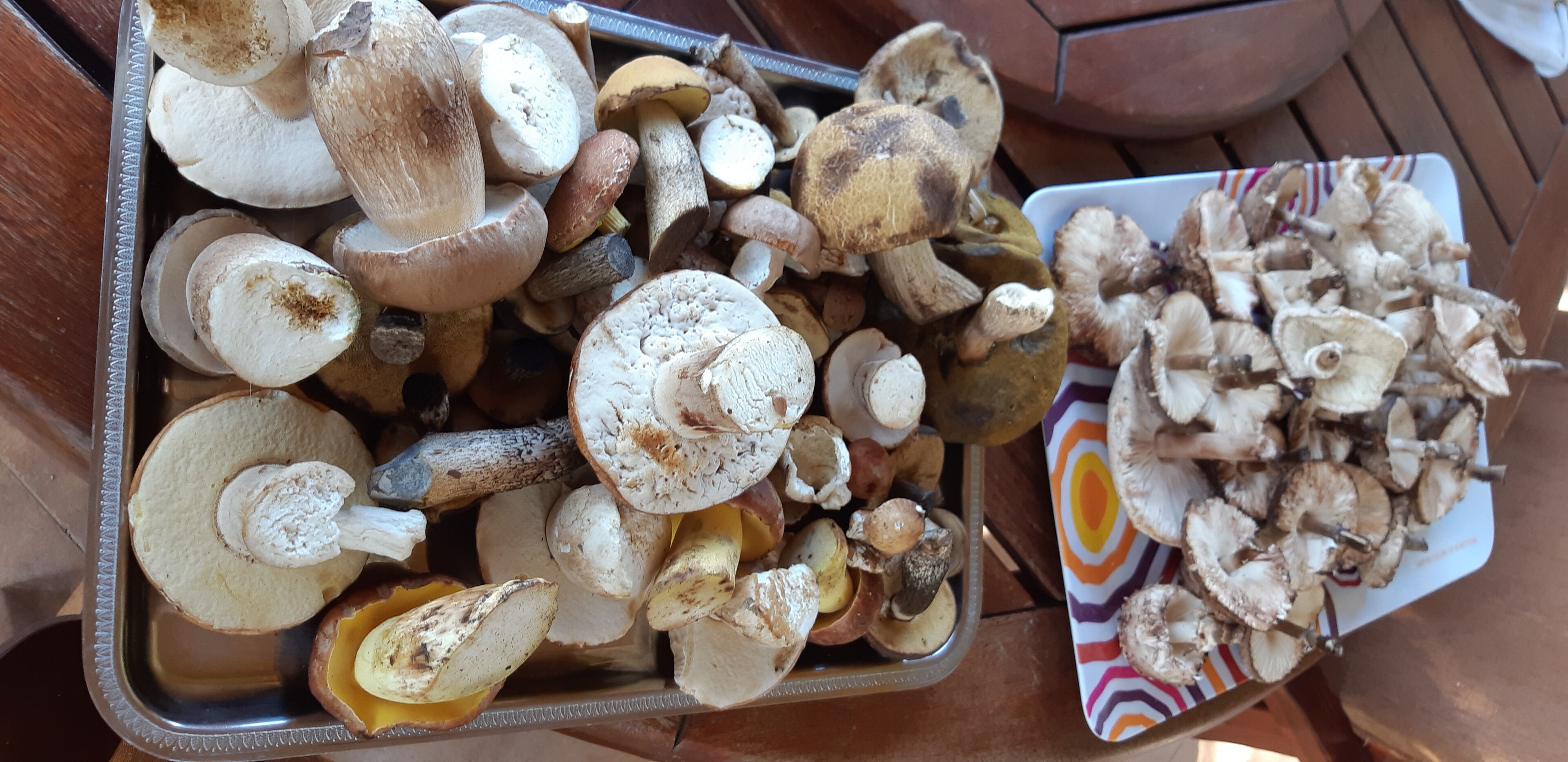 A tray and a plate filled with various mushrooms.