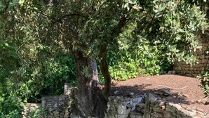 A stone wall with a tree growing in the middle, surrounded by greenery. - Today's comfort in yesterday's mas in the heart of Provence (Suze la Rousse)
