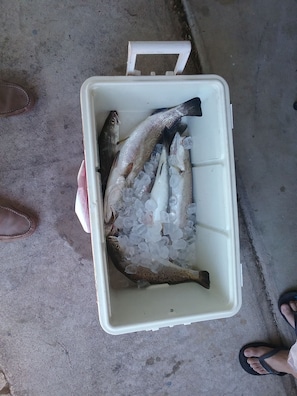 Un enfriador blanco con pescado y hielo sobre un piso de concreto.