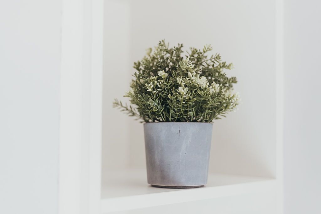 Een potplant met groen blad en kleine witte bloemen op een witte plank.