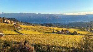 Paisaje de viñedos con casas y montañas al fondo.