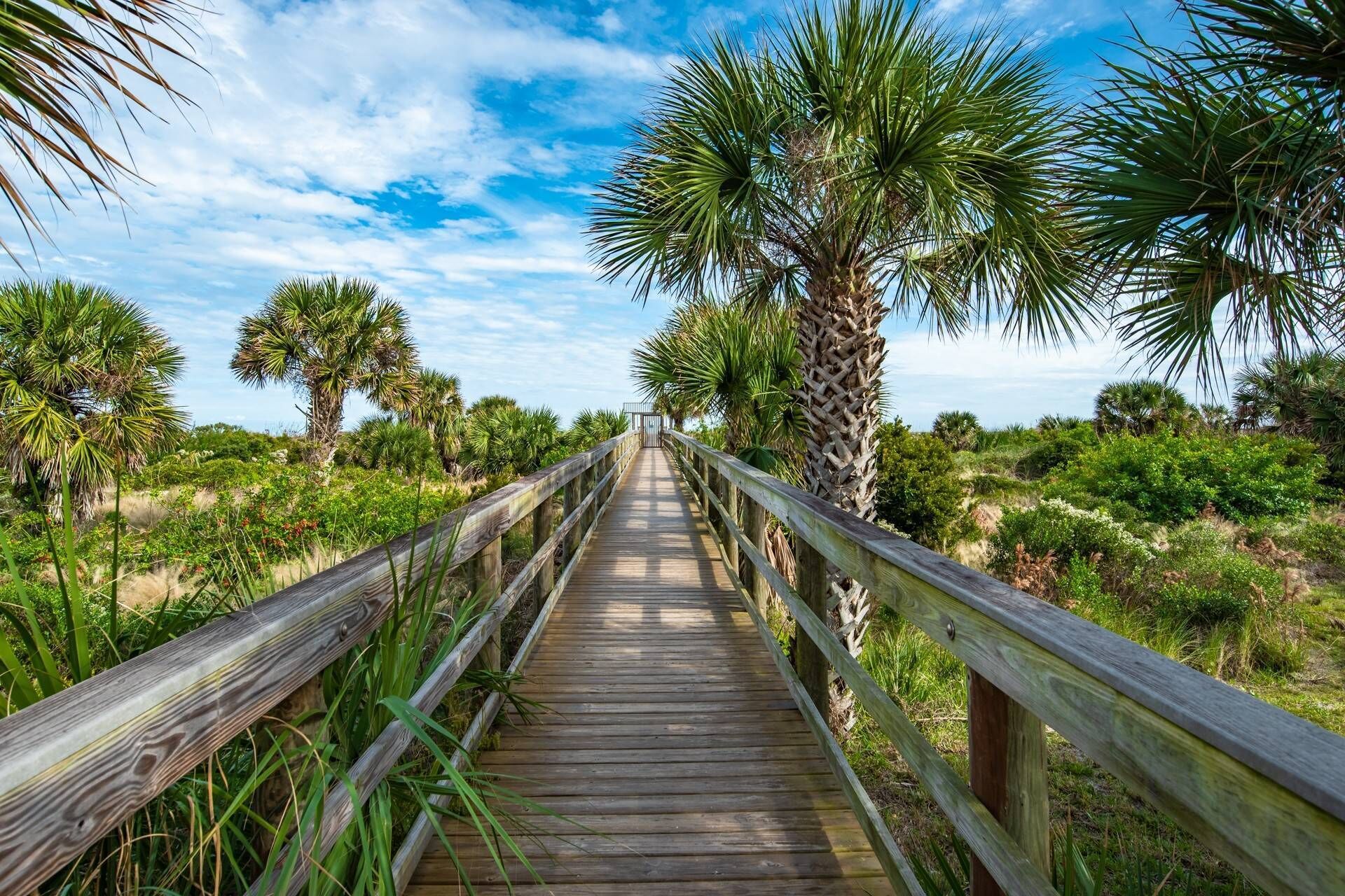 A wooden boardwalk leading through a natural area with palm trees and dense vegetation.