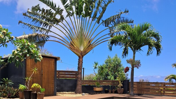 Piscina límpida rodeada por um deck de madeira, palmeiras e diversos vasos com plantas.