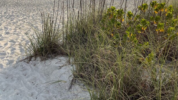 A beach with sand and sparse vegetation. - Beach Cottage with a Private Hot Tub (Longboat Key)