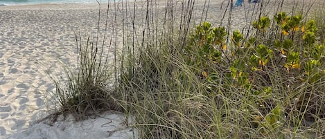 Playa en los alrededores, camastros y toallas de playa
