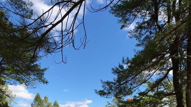 A cabin with a car parked in front, surrounded by trees and a grassy area. - Cooperstown Lake Cabin Million Dollar Views (Cooperstown)