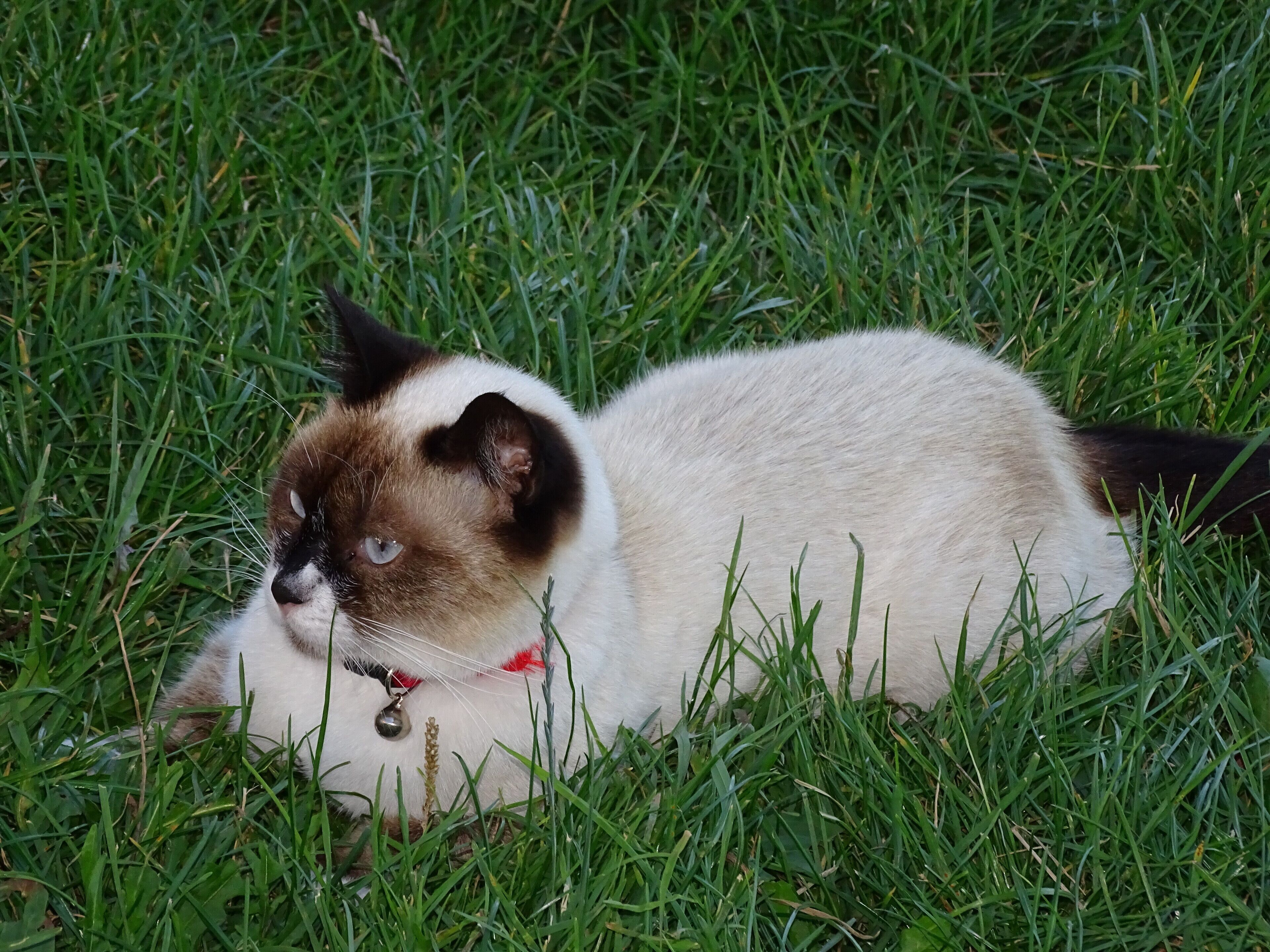 Eine Katze mit cremefarbenem und dunkelbraunem Fell liegt im Gras.