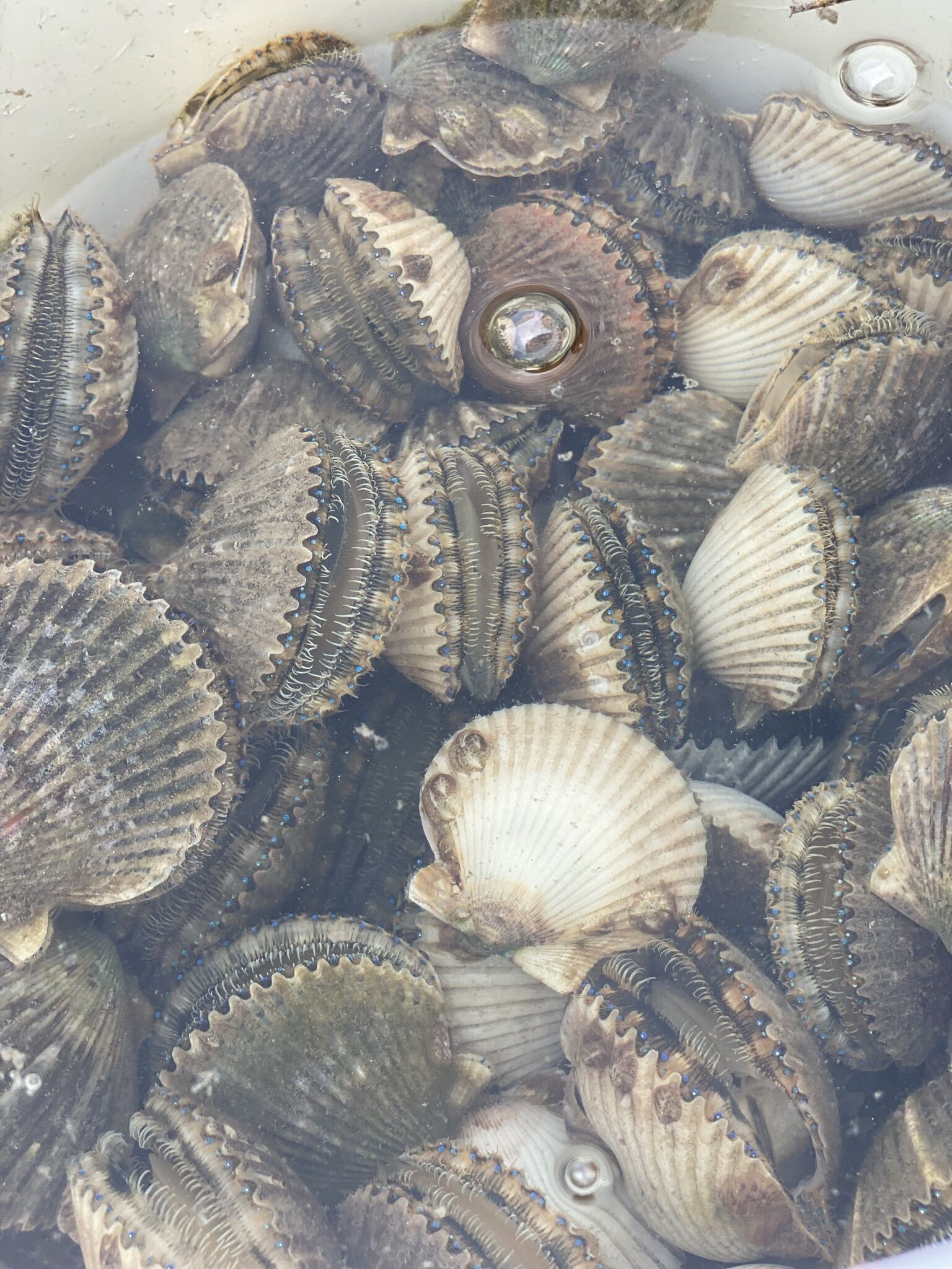 Un assortiment de coquilles Saint-Jacques dans un récipient.