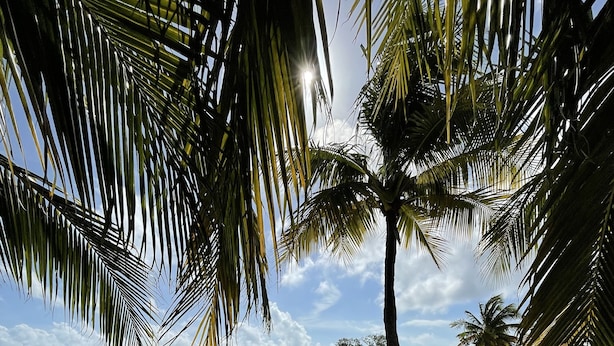 A beach with a wooden deck, palm trees, and a clear sky. - Paradise in Key Largo Florida 2 (Key Largo)