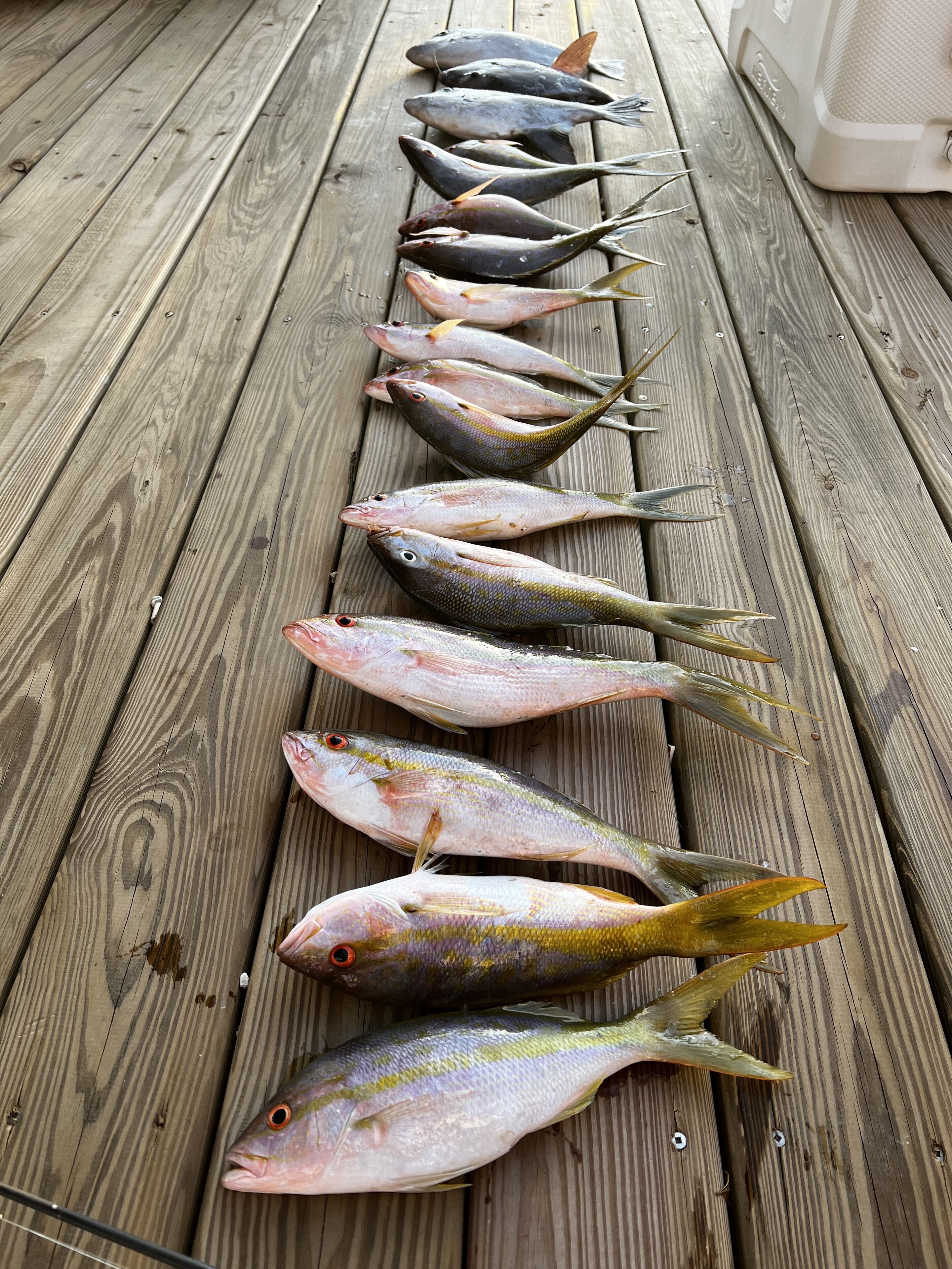 Una cubierta de madera con varios peces dispuestos sobre ella.