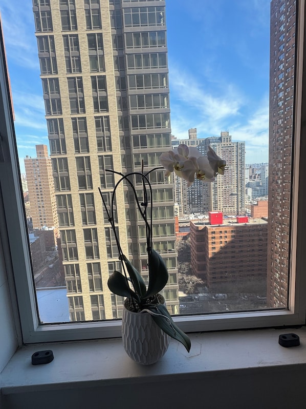 A window with a potted orchid plant and a view of tall buildings.