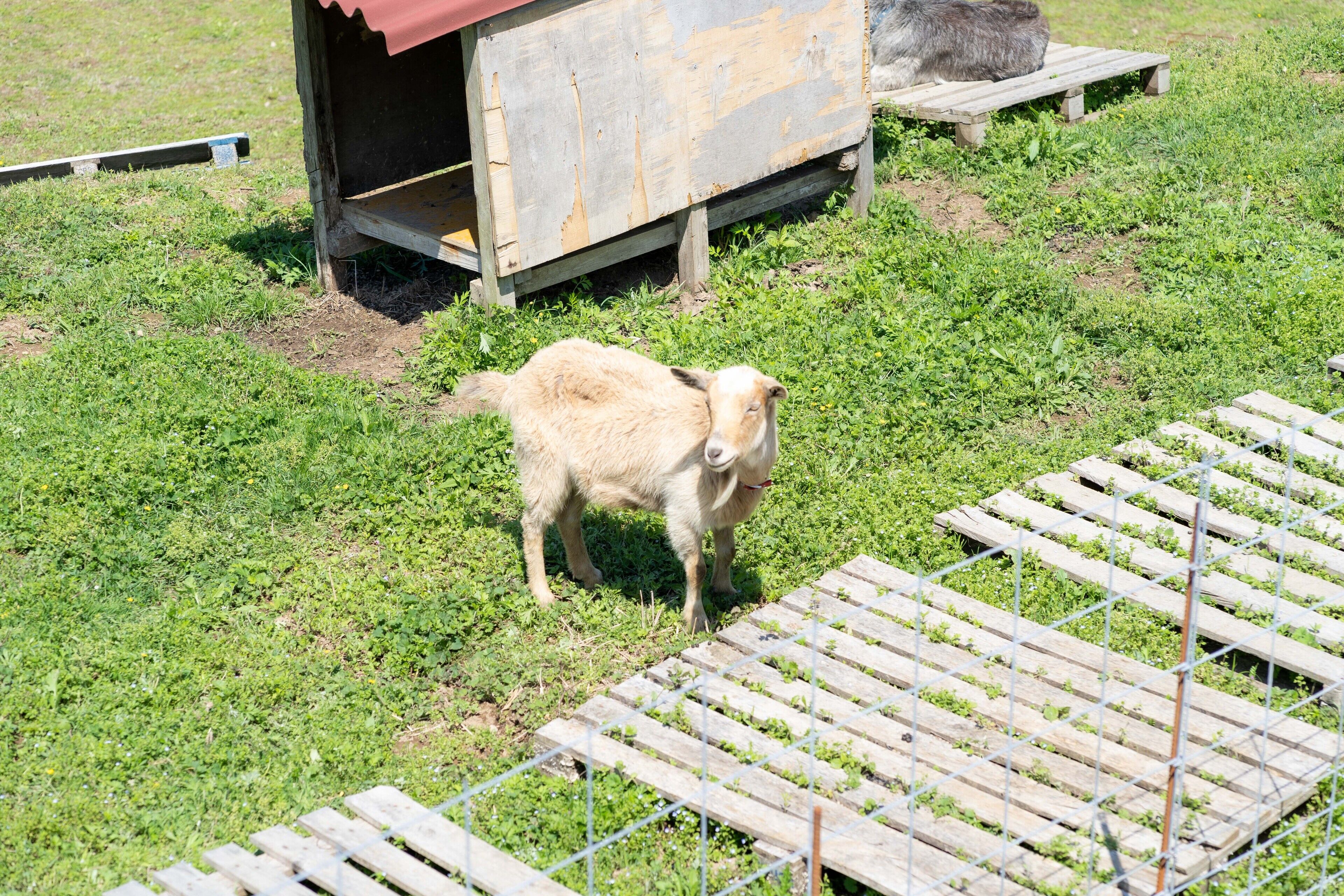 A goat standing on a grassy field with a wooden structure in the background.