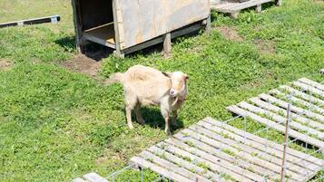 A goat standing on a grassy field with a wooden structure in the background.