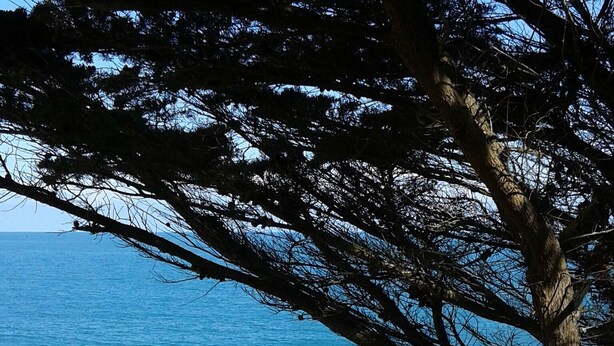 A beach with a tree in the foreground. - Spacious and quiet house (LA FRESNAIS)