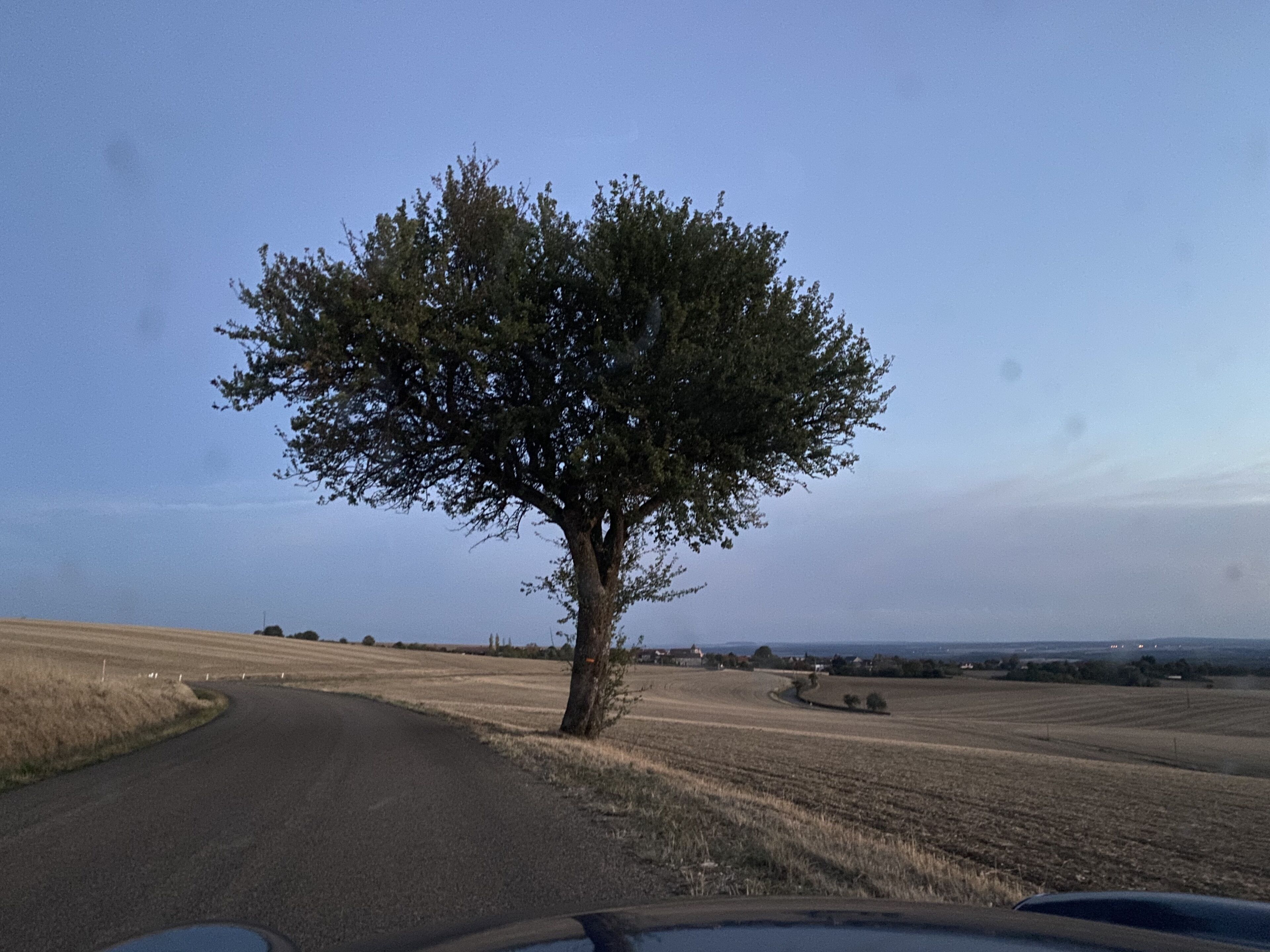 Een landelijk landschap met een enkele boom langs een weg.